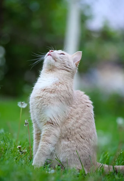 Rolig katt på gräset — Stockfoto