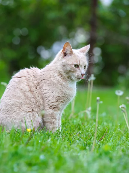 Grappige kat op het gras — Stockfoto