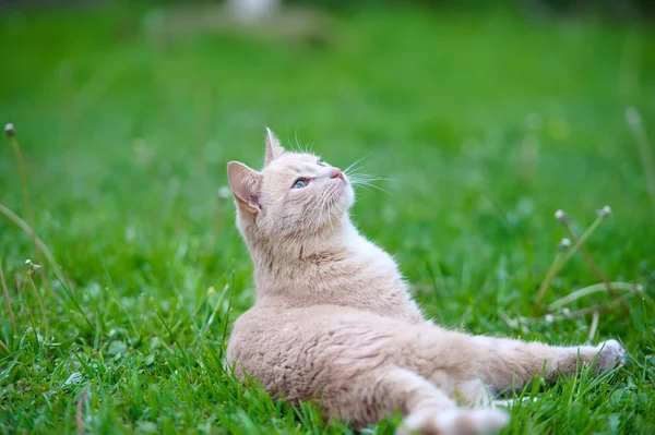 Gato engraçado na grama — Fotografia de Stock