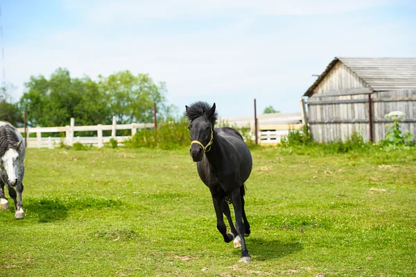 Hermoso caballo en la granja —  Fotos de Stock