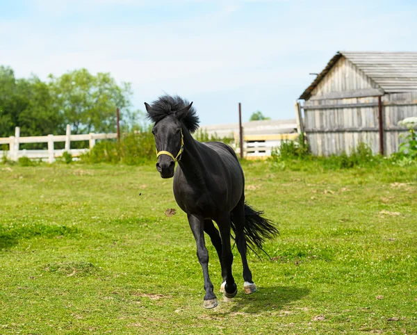 Mooi paard op boerderij — Stockfoto