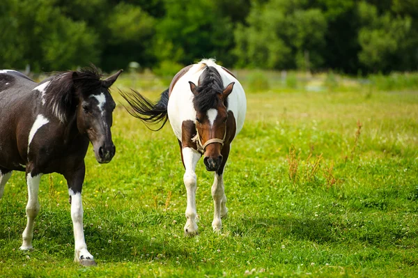 Prachtige paarden op boerderij. — Stockfoto