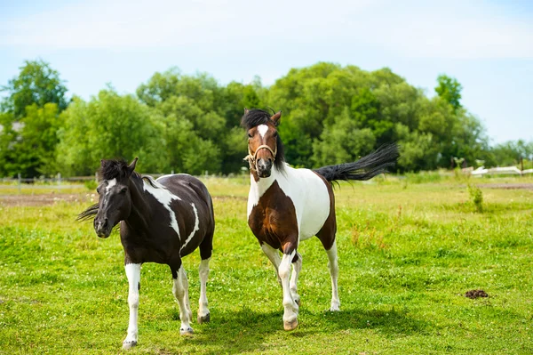 Schöne Pferde auf dem Bauernhof. — Stockfoto