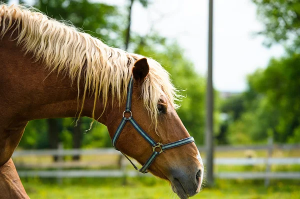 Beautiful Horse at farm. — Stock Photo, Image