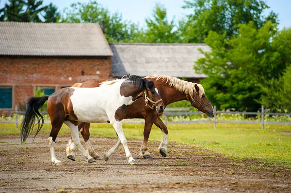 Belos cavalos na fazenda . — Fotografia de Stock