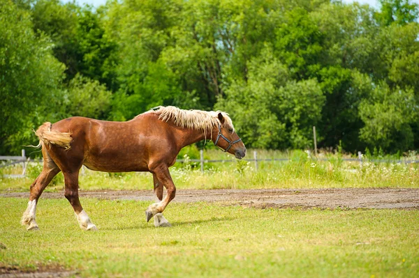 Krásné koně na farmě — Stock fotografie