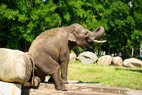 Elephant splashing with water — Stock Photo, Image