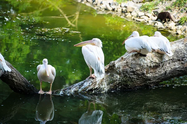 Белые пеликаны у воды — стоковое фото