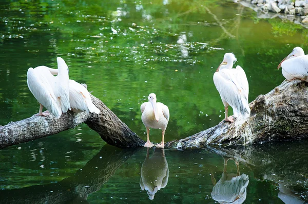 Pélicans blancs près de l'eau — Photo