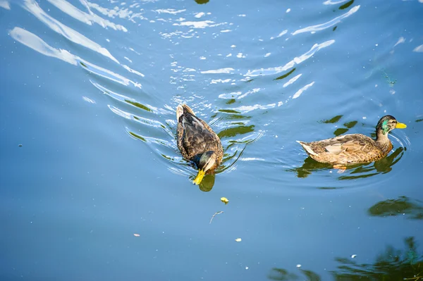 Su üzerinde yüzen ördekler — Stok fotoğraf