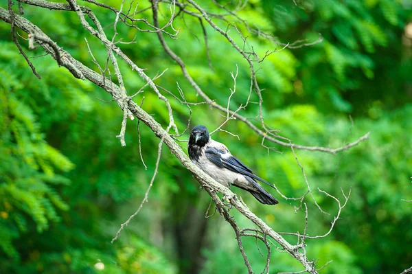 Cuervo en una rama de árbol — Foto de Stock