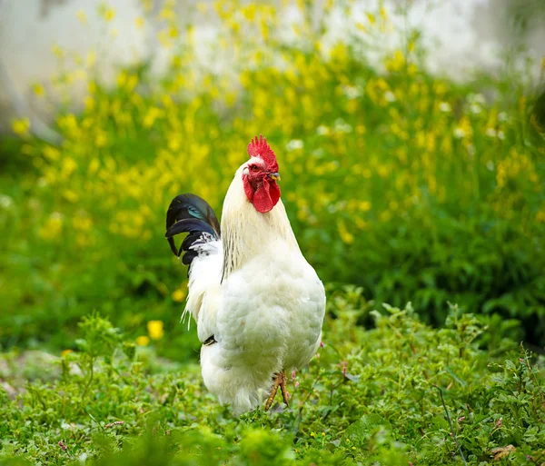 Young chicken bird — Stock Photo, Image