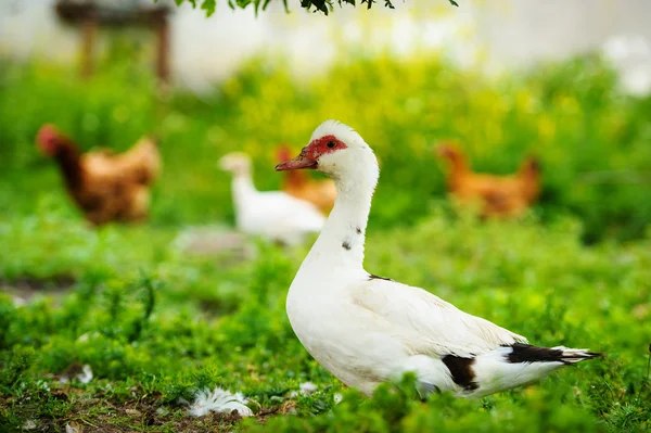 Bir çiftlikte ördek — Stok fotoğraf