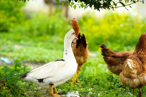 Ördek ve bir çiftlikte tavuk — Stok fotoğraf