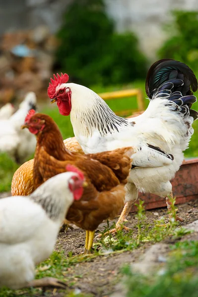 Aves jóvenes de pollo —  Fotos de Stock