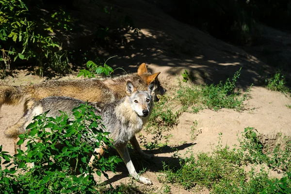 Szary Wolfs dziki — Zdjęcie stockowe