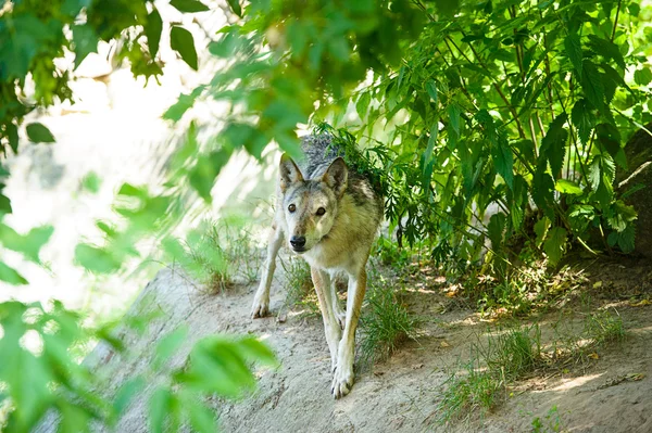 Grauer Wildwolf — Stockfoto