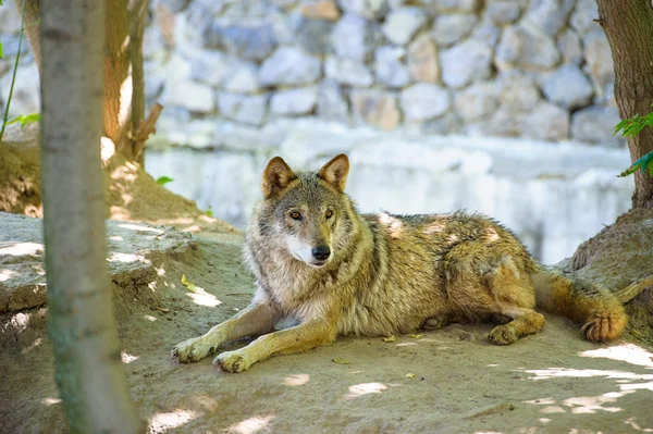 灰色的野狼 — 图库照片