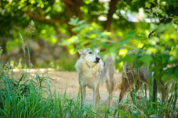 Lobos salvajes grises —  Fotos de Stock