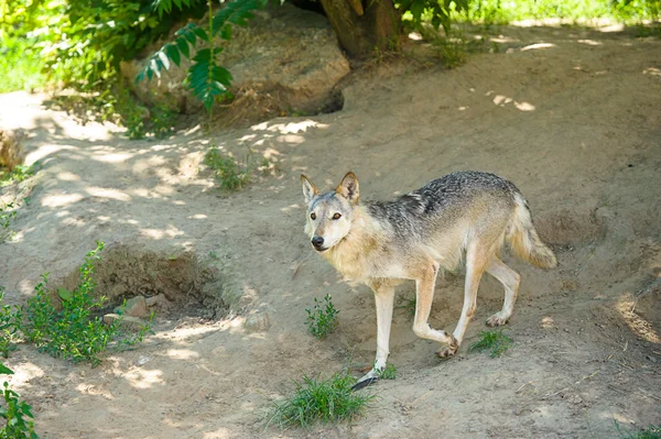 Grauer Wildwolf — Stockfoto