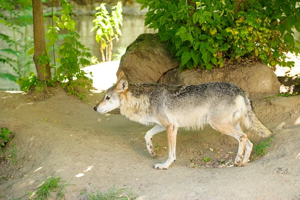 Grauer Wildwolf — Stockfoto