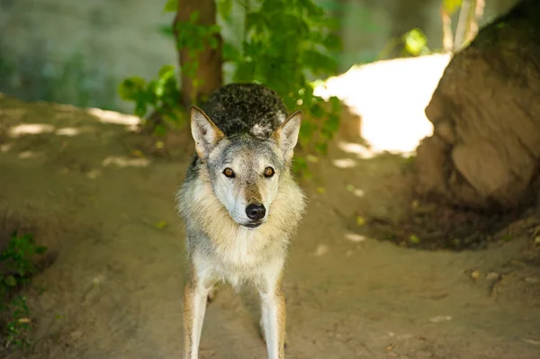 Grauer Wildwolf — Stockfoto