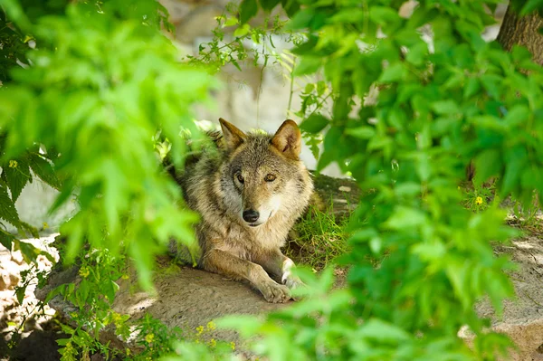 Loup sauvage gris — Photo