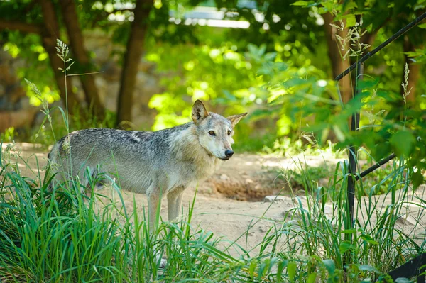 Grauer Wildwolf — Stockfoto