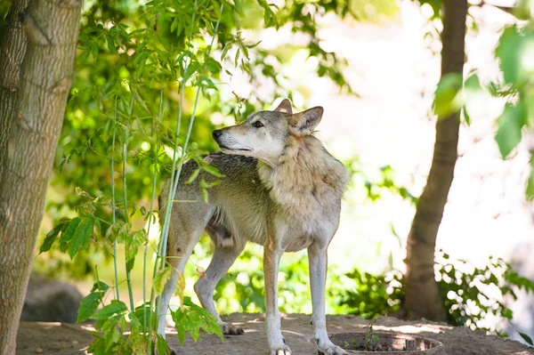 Grauer Wildwolf — Stockfoto