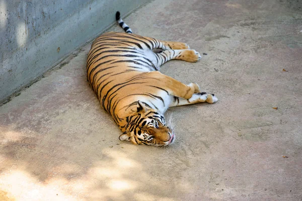 Belo tigre amur — Fotografia de Stock