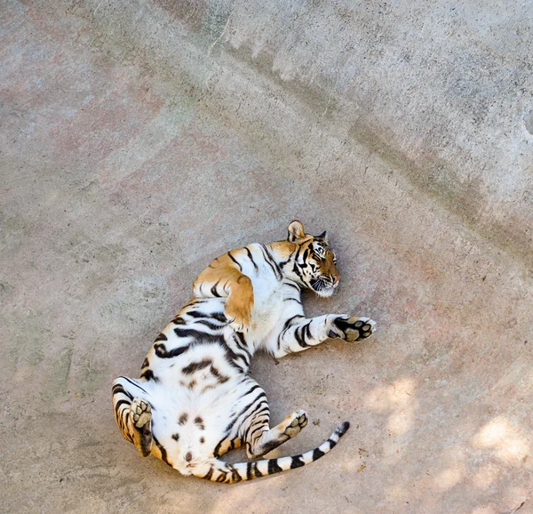 Прекрасный амурский тигр — стоковое фото