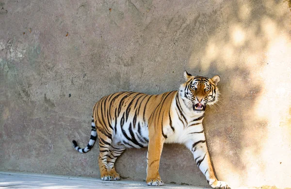 Hermoso tigre amur — Foto de Stock