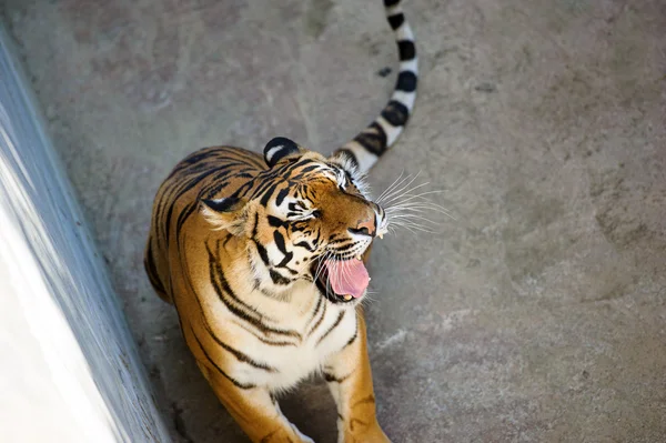 Schöner amur tiger — Stockfoto