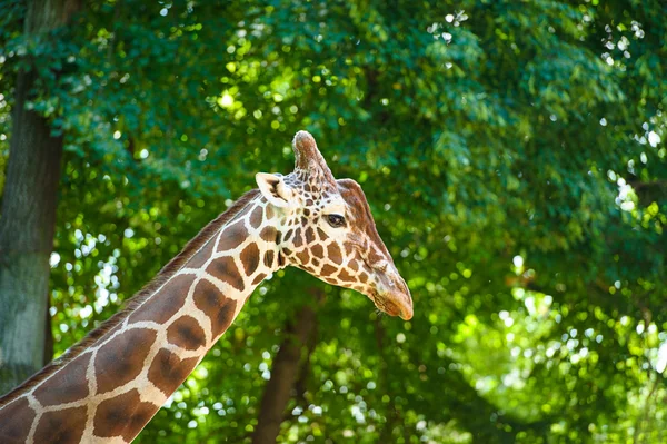 Girafe africaine sauvage — Photo