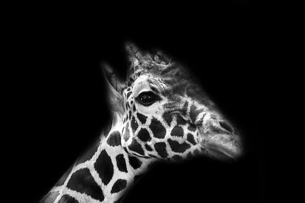 Afrikanische Wildgiraffe — Stockfoto