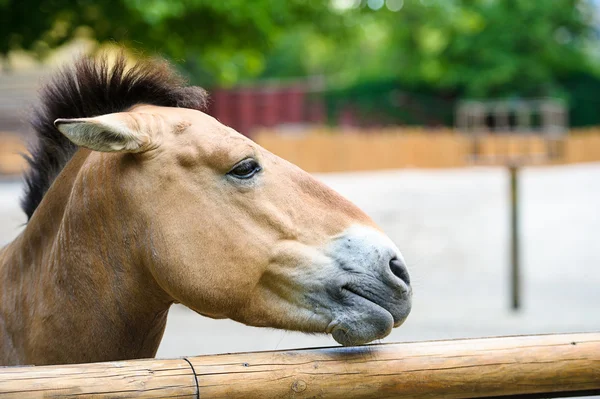 Divertente cavallo marrone — Foto Stock