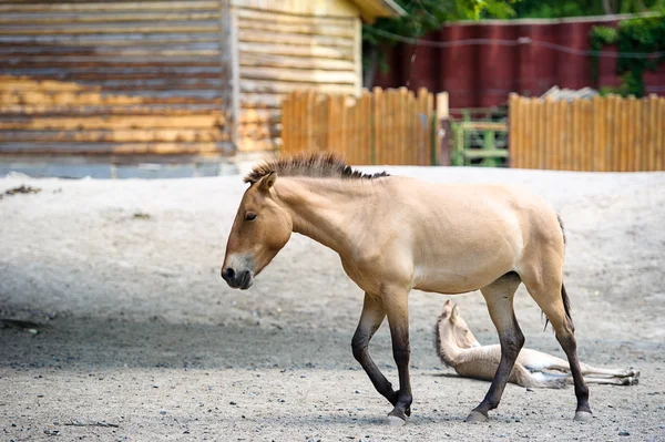 Lustiges Baby-Pferd — Stockfoto