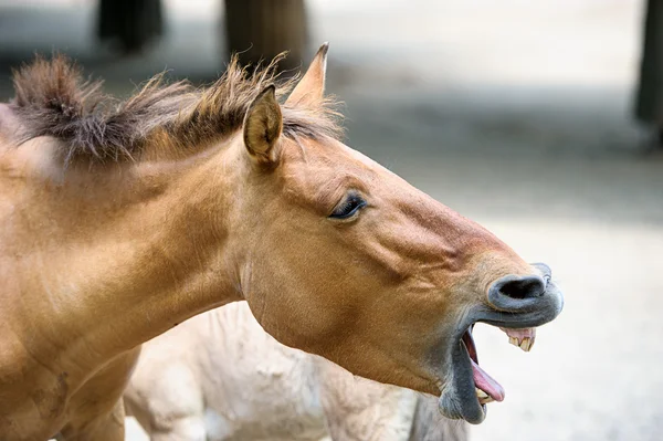 Divertente cavallo marrone — Foto Stock