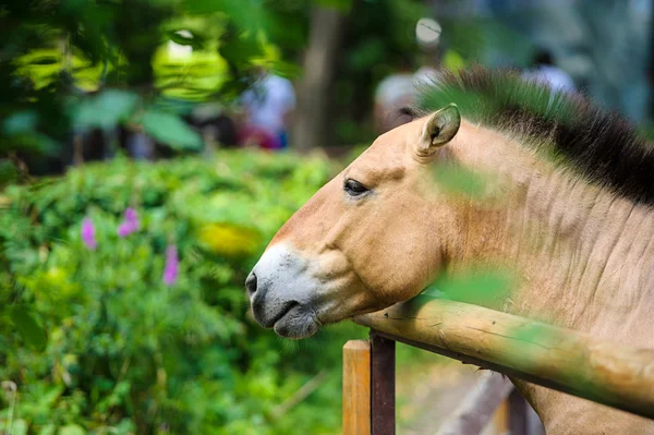 Divertente cavallo marrone — Foto Stock