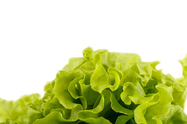 绿色的新鲜沙拉 — 图库照片