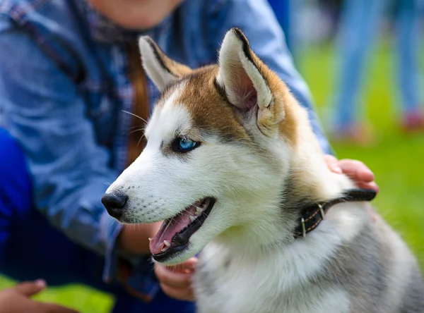 Siberiano Husky cachorro al aire libre —  Fotos de Stock