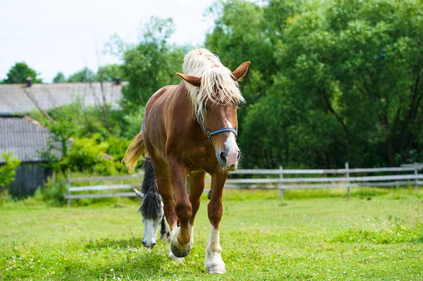 Belo cavalo na fazenda . — Fotografia de Stock