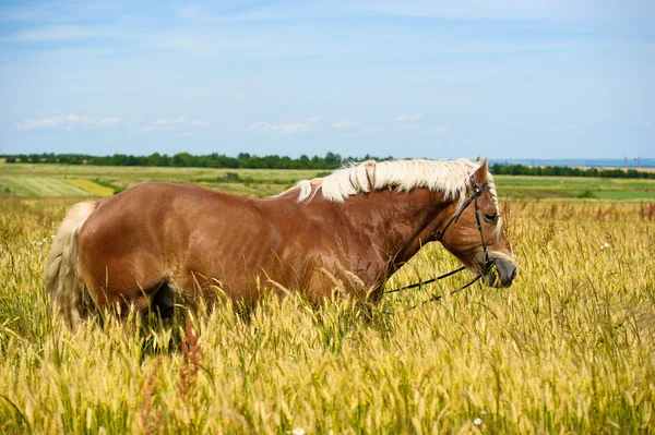 Engraçado cavalo bonito — Fotografia de Stock