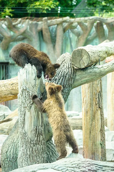 Schattige beer welpen — Stockfoto