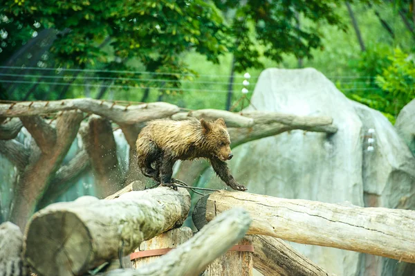 Carino cucciolo d'orso — Foto Stock