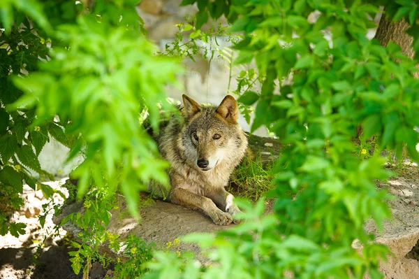 Grauer Wildwolf — Stockfoto