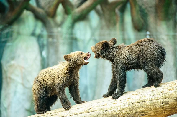 Lindo oso cachorros — Foto de Stock