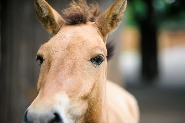 Drôle de cheval brun — Photo