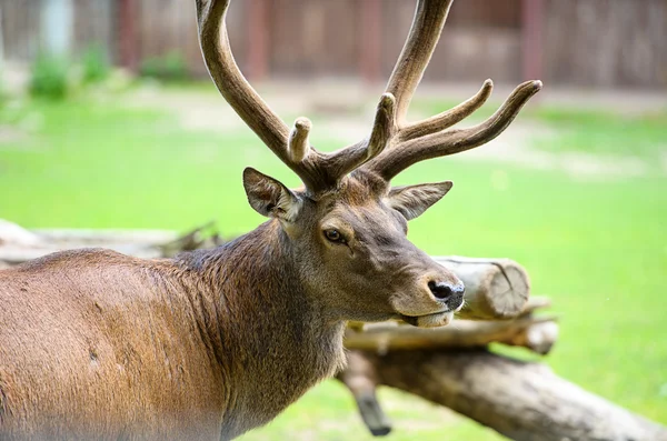 大きな野生の鹿 — ストック写真