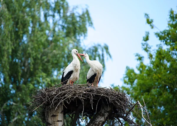 Zwei Weißstörche — Stockfoto